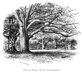 Ansicht in Frame Wood, Brockenhurst